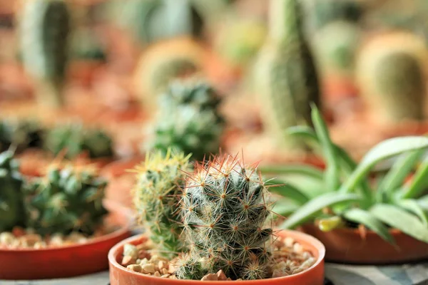 Närbild kaktus — Stockfoto
