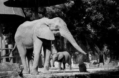 Bebek ve anne Afrika fili