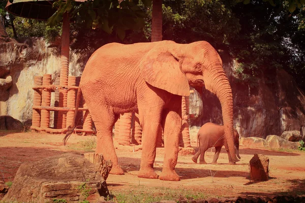 En baby och mamma afrikansk elefant — Stockfoto