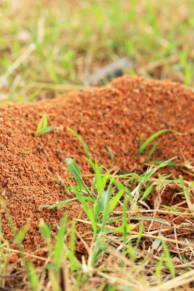 Mravenci hnízdo v přírodě — Stock fotografie