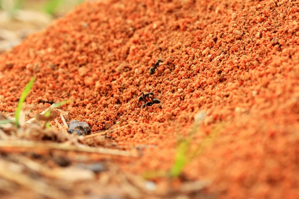 Les fourmis nichent dans la nature — Photo