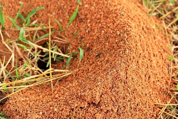 Ants nest in the nature — Stock Photo, Image