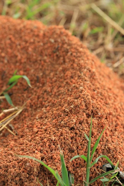 Las hormigas anidan en la naturaleza — Foto de Stock