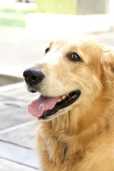 Goldener Hund — Stockfoto