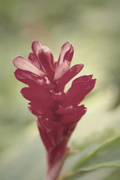 Rote Blüten — Stockfoto