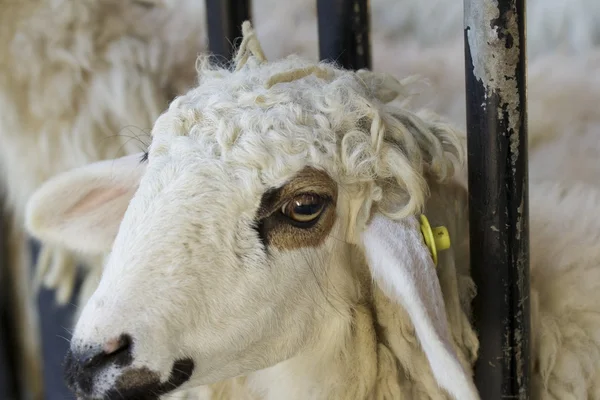 Geit op een boerderij — Stockfoto