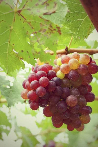 Uvas frescas — Fotografia de Stock