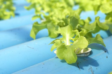 tereyağı baş sebze hydroponic çiftlik