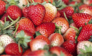 bir sürü taze çilek