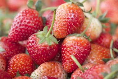 bir sürü taze çilek