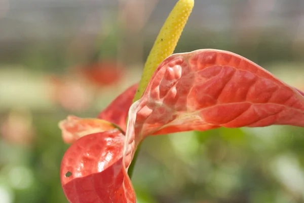 Closeup Gypsophila andreanum - plameňák Lily — Stock fotografie