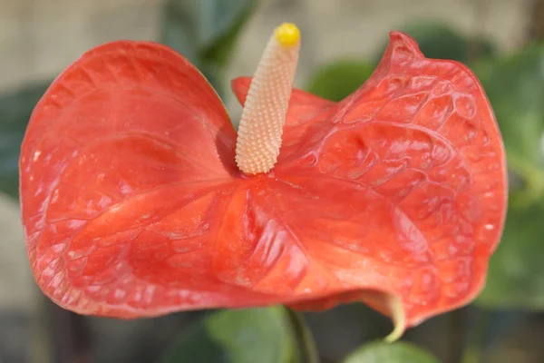 Primer plano del anthurium rojo yreanum - lirio de flamenco — Foto de Stock