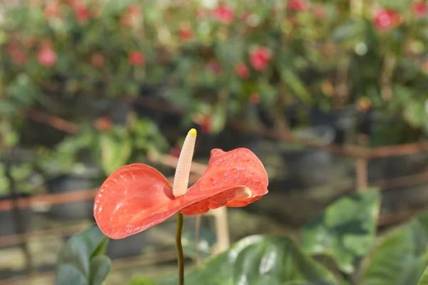 Primer plano del anthurium rojo yreanum - lirio de flamenco —  Fotos de Stock