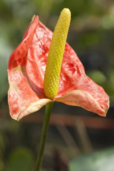 Närbild av röda anthurium andreanum - flamingo Lilja — Stockfoto