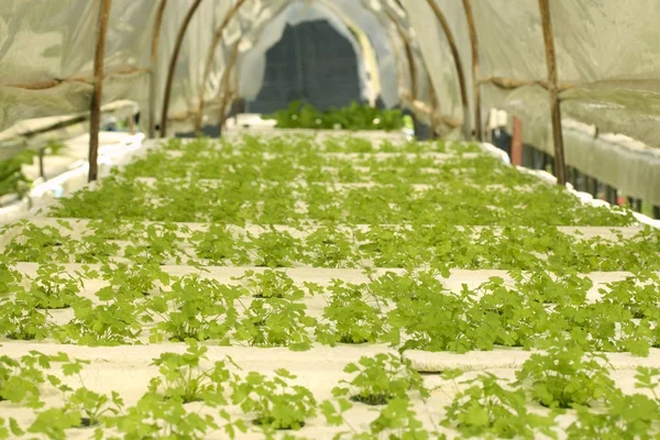 Légumes à tête de beurre dans une ferme hydroponique — Photo