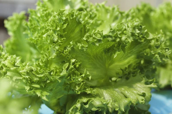 Mantequilla vegetal en granja hidropónica — Foto de Stock