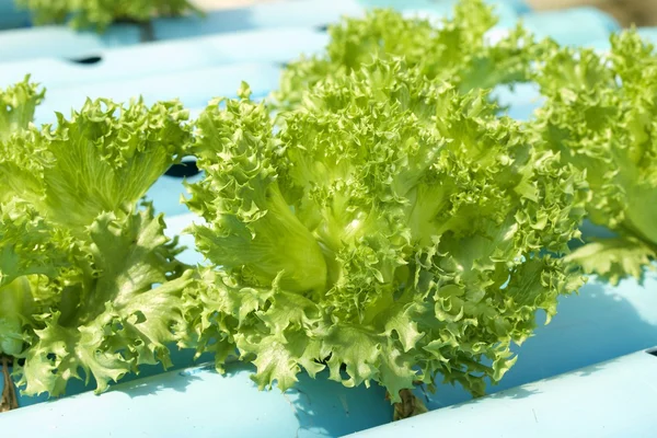 Mantequilla vegetal en granja hidropónica — Foto de Stock