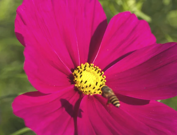 Flor cosmos — Fotografia de Stock