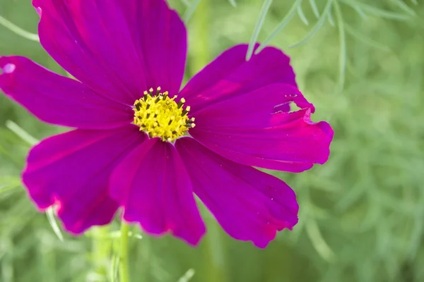 Cosmos flower — Stock Photo, Image