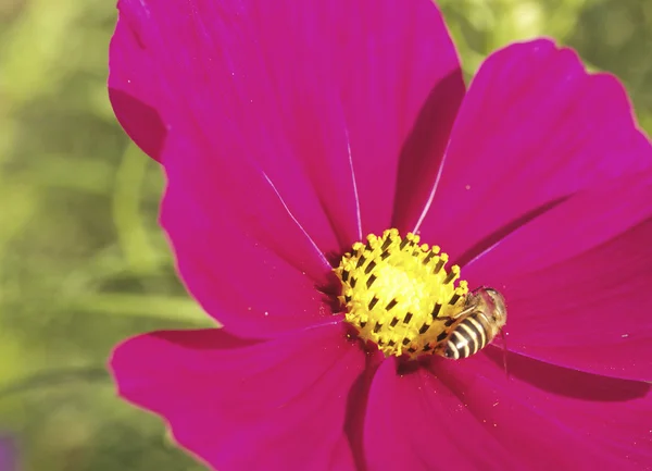 Cosmos flower — стоковое фото