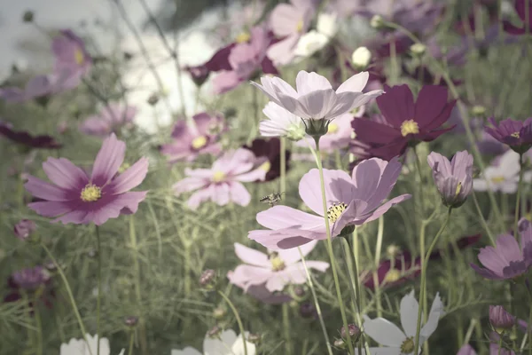 Campo di fiore cosmo rosa — Foto Stock