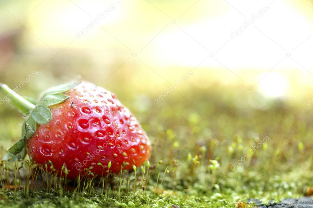 Strawberry fresh
