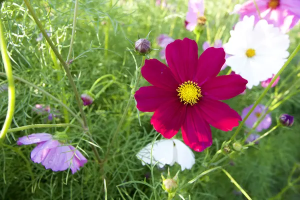 Feld der rosa Kosmos Blume — Stockfoto