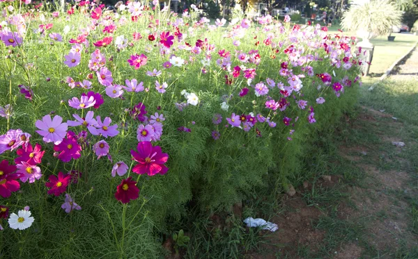 Поле розовых казачьих цветков — стоковое фото