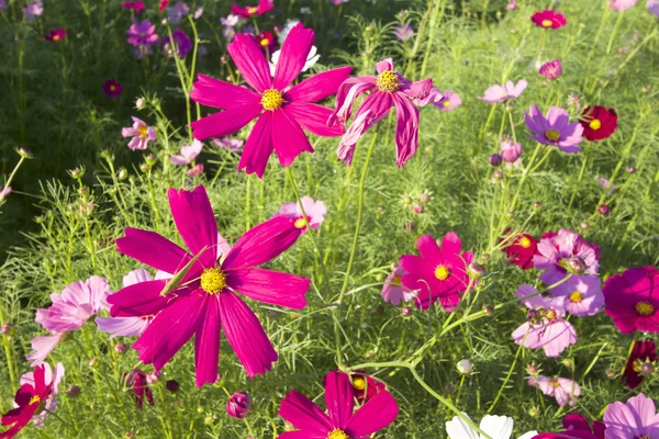 Field of pink cosmos flower — Stock Photo, Image