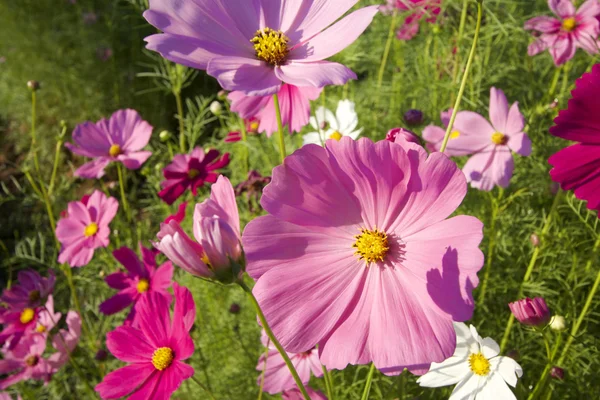 Campo de flor de cosmos rosa — Foto de Stock
