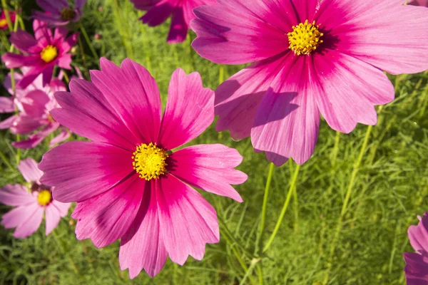 Fältet av rosa kosmos blomma — Stockfoto