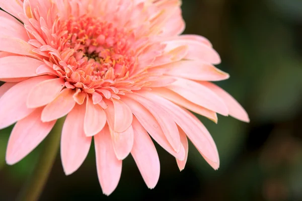 Gerbera 's — Stockfoto