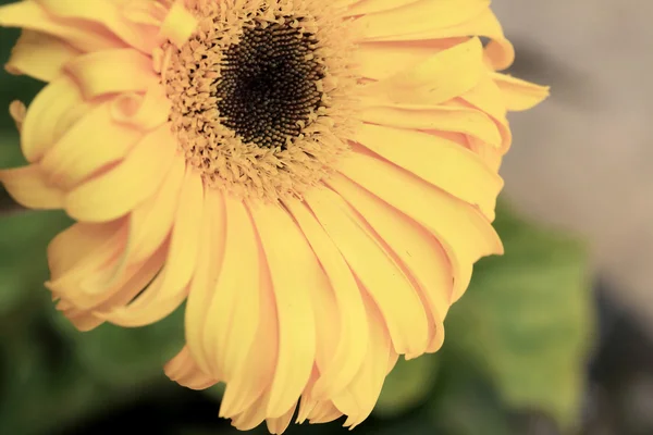 Květiny Gerbera — Stock fotografie