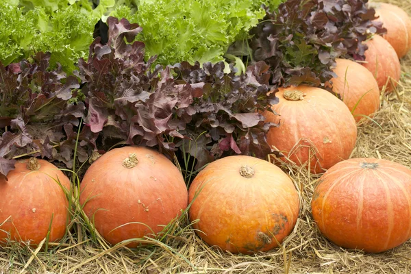 Fresh pumpkins — Stock Photo, Image