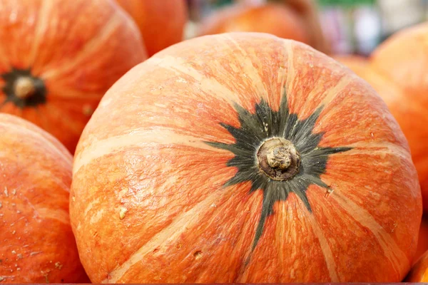 Calabazas frescas — Foto de Stock