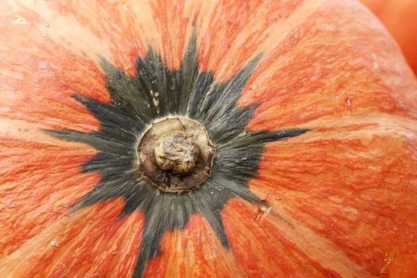 Calabazas frescas —  Fotos de Stock