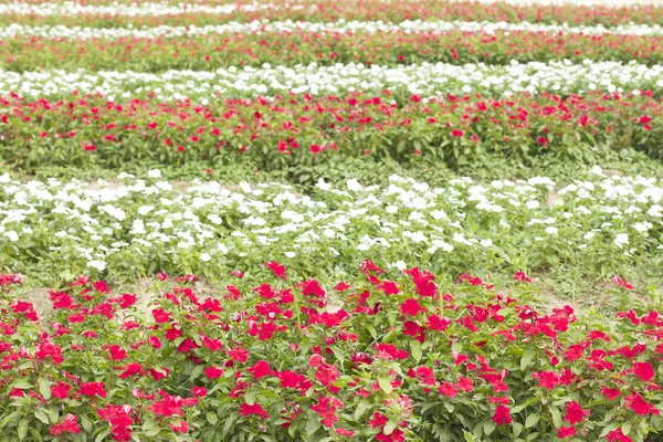 Petunior blomma i trädgården — Stockfoto