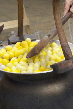 Koza ipekböceği yapımı