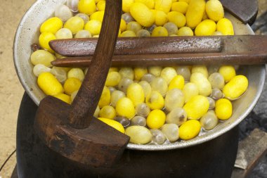 Koza ipekböceği yapımı