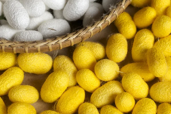 A lot of yellow cocoon silkworm — Stock Photo, Image