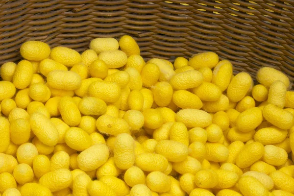 A lot of yellow cocoon silkworm — Stock Photo, Image