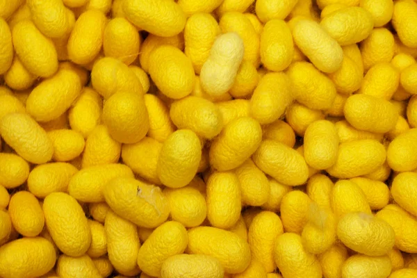 Spousta žlutých zámotek bource — Stock fotografie