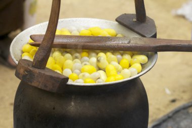 Koza ipekböceği yapımı