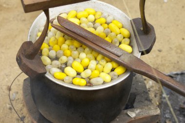 Koza ipekböceği yapımı