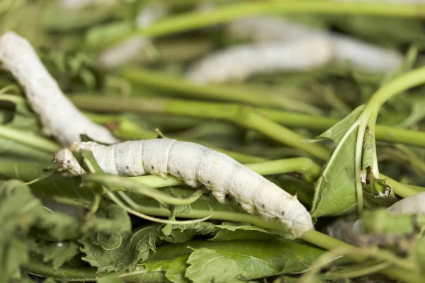 Seidenraupen fressen frische Maulbeerblätter — Stockfoto