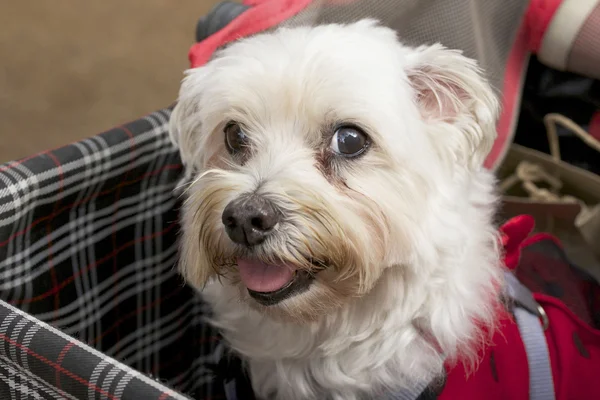 Poodle dog — Stock Photo, Image