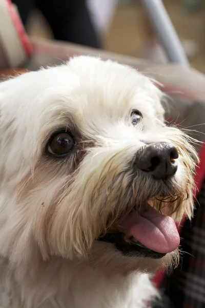 Poodle dog — Stock Photo, Image