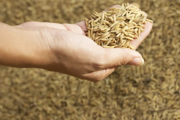 A lot paddy in hand — Stock Photo, Image