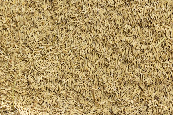 Un sacco di risaia — Foto Stock