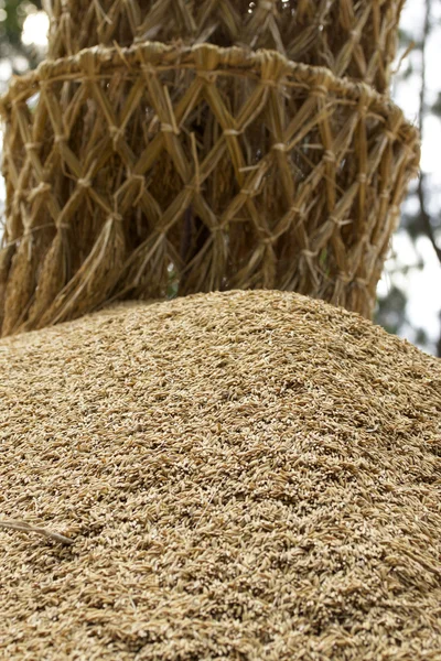 Un sacco di risaia — Foto Stock
